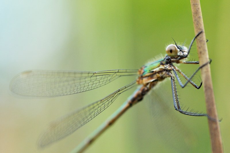 Female Emerald Damselfly at rest